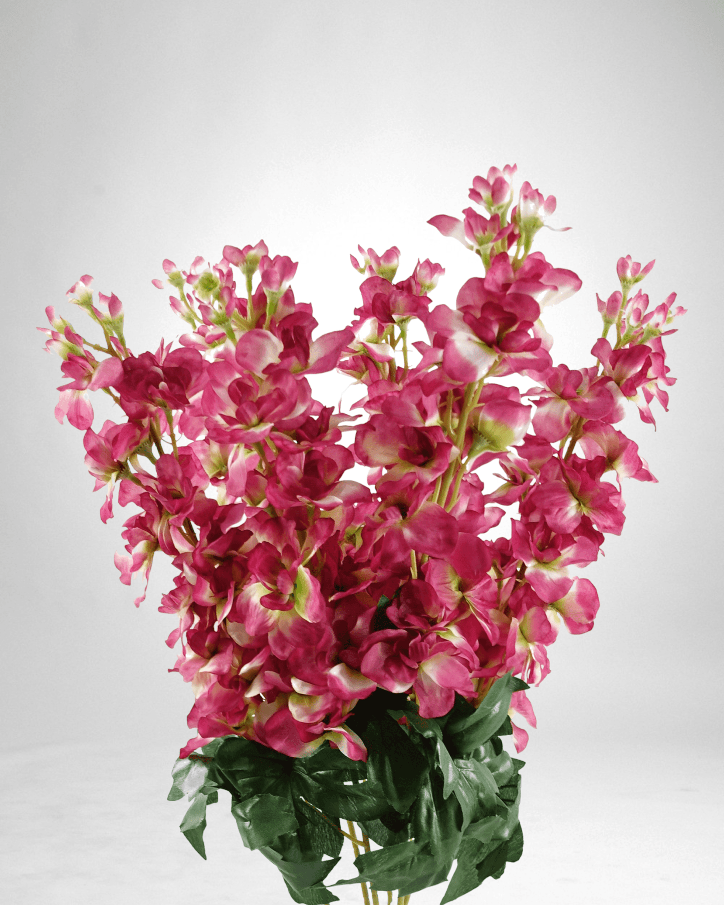 Mzuri Delphinium - Dark Pink (Pack of 6)