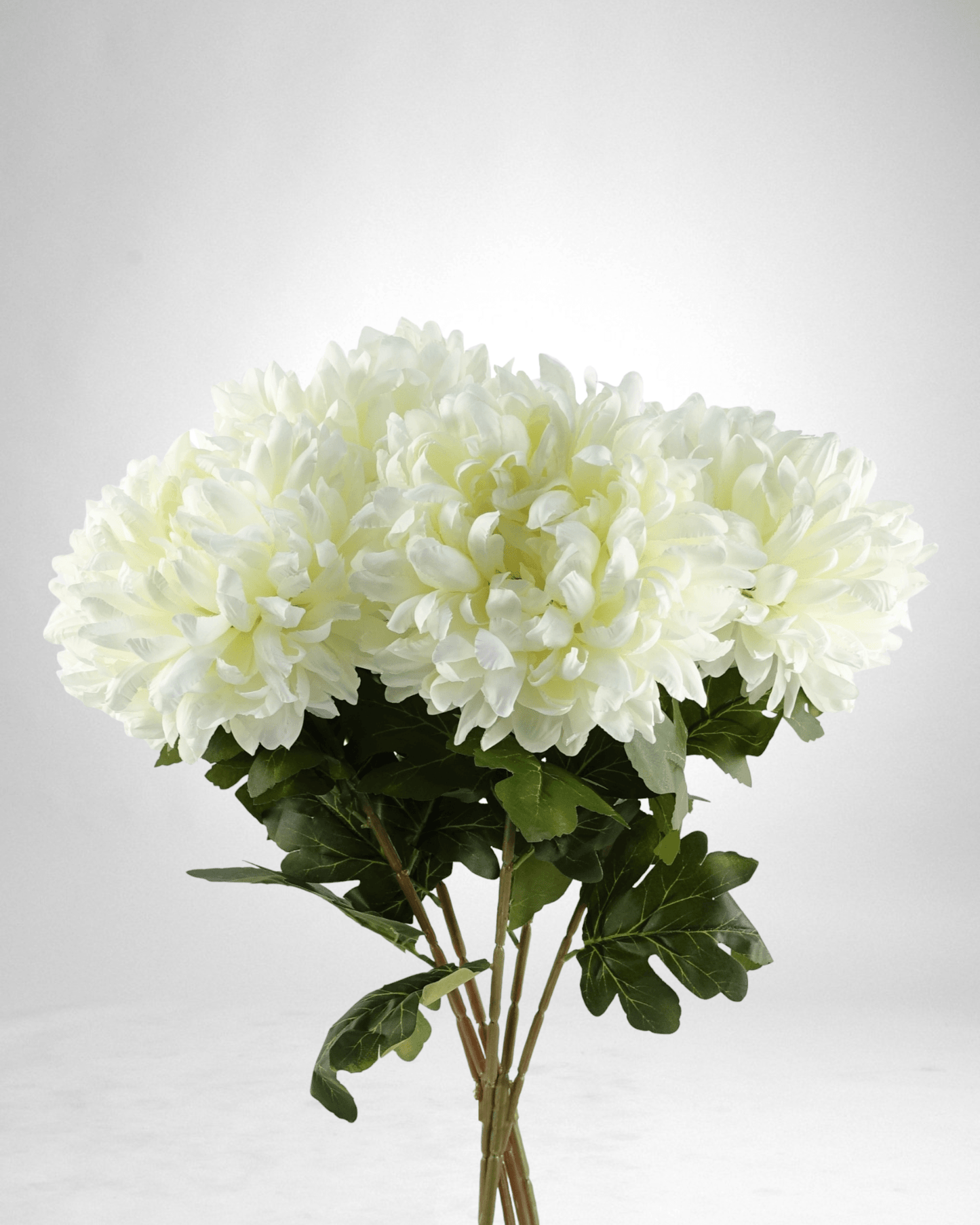 Mzuri Chrysanthemum – White (Pack of 6)