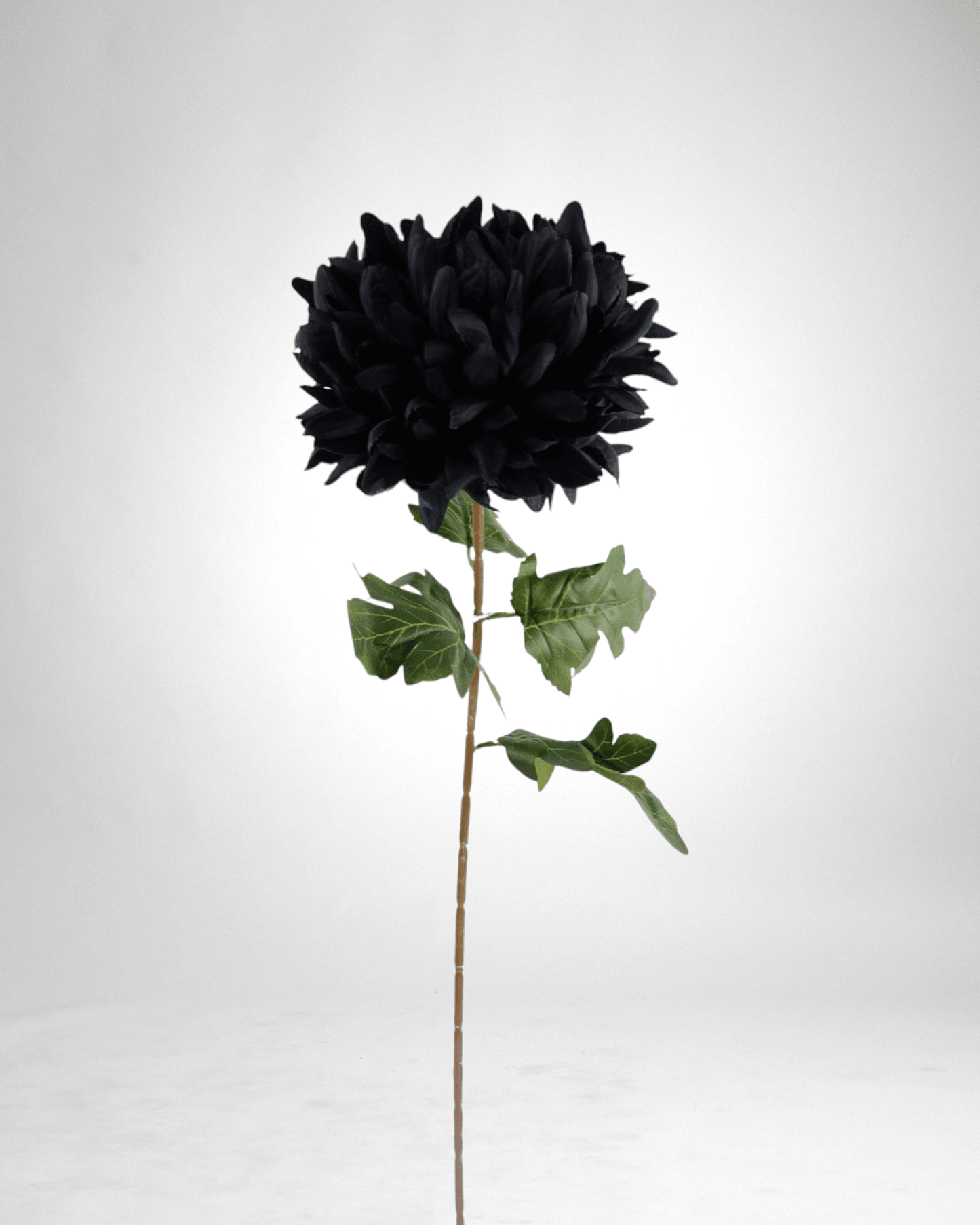 Mzuri Chrysanthemum – Black (Pack of 6)