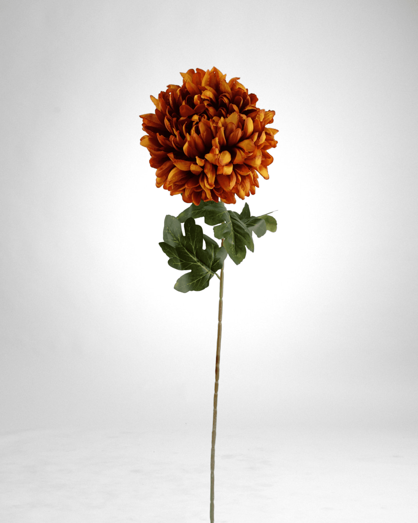 Mzuri Chrysanthemum – Orange (Pack of 6)