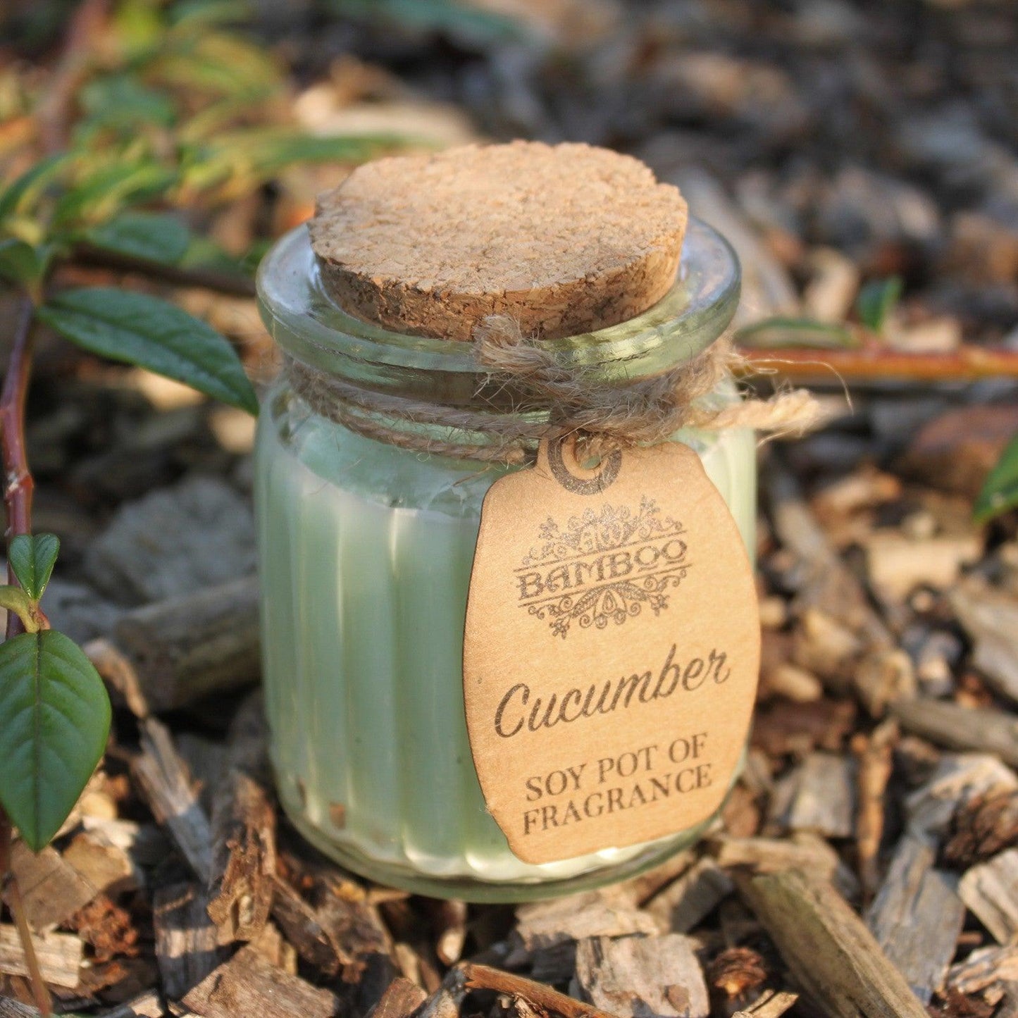 2x Cucumber Soy Pot of Fragrance Candles