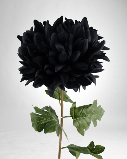 Mzuri Chrysanthemum – Black (Pack of 6)