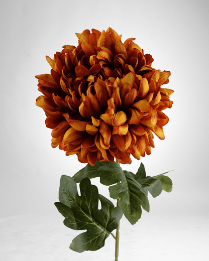 Mzuri Chrysanthemum – Orange (Pack of 6)