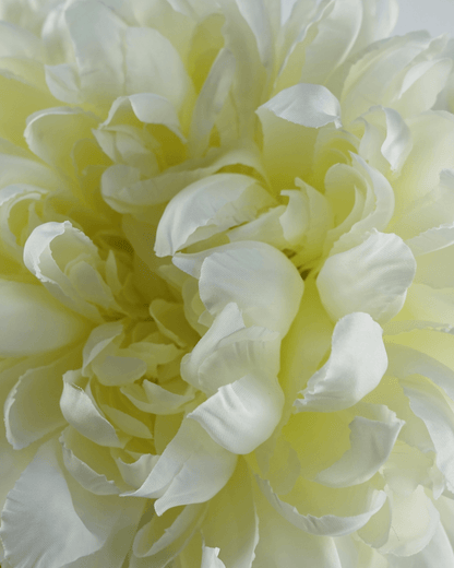 Mzuri Chrysanthemum – White (Pack of 6)