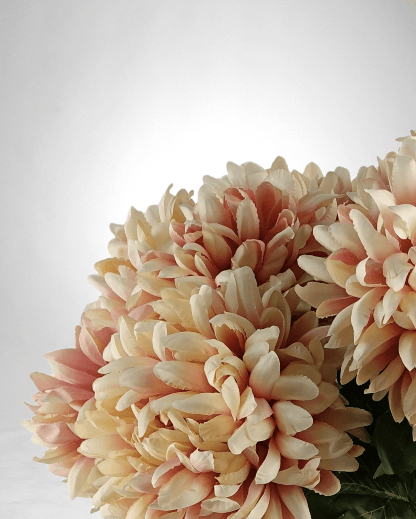 Mzuri Chrysanthemum – Pink (Pack of 6)